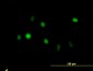 ANXA5 Antibody (monoclonal) (M01)